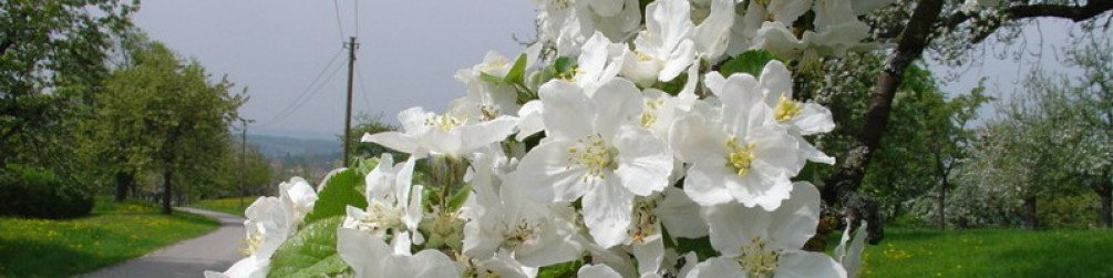 Schwäbischer Albverein | Ortsgruppe Hepsisau